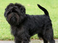 Affenpinscher