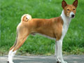 Basenji