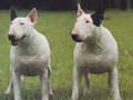 Bull Terrier