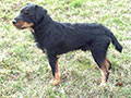 Jagd Terrier 