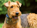 Airedale Terrier