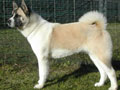 Akita Americain