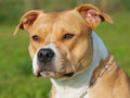 American Staffordshire Terrier