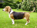 Basset Artesien Normand