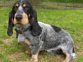 Basset bleu de Gascogne