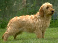 Basset fauve de Bretagne