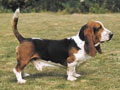 Basset Hound