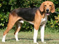 Beagle Harrier