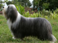 Bearded Collie