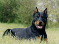 Beauceron