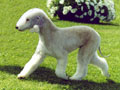 Bedlington Terrier