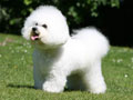 Bichon à poil frisé