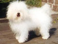 Bichon Polonais