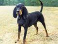 Black and tan Coonhound