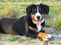 Bouvier de l'Entlebuch