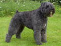 Bouvier des Flandres