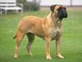 Bullmastiff