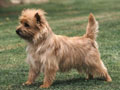 Cairn Terrier