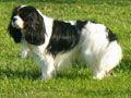 Cavalier King Charles