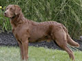 Chesapeake Bay Retriever