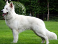 Berger blanc Suisse