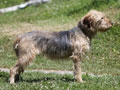 Chien courant de Bosnie