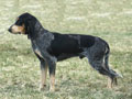 Chien courant suisse