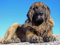 Chien de montagne portugais