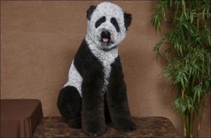 Chien panda