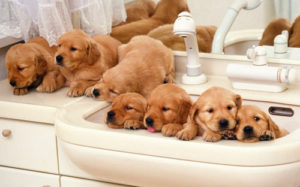 Chiots Golden Retriever