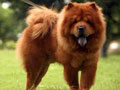 Chow-Chow