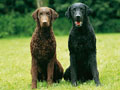 Curly-Coated Retriever