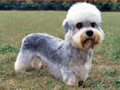 Dandie Dinmont Terrier