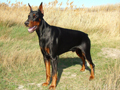 Dobermann