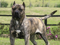 Dogo Canario