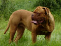 Dogue de Bordeaux