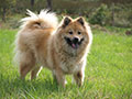 Eurasier