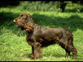 Field Spaniel