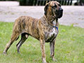 Fila Brasileiro