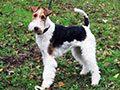 Fox Terrier à poil dur 