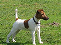 Fox Terrier à poil lisse