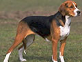 Foxhound Anglais