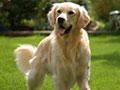 golden retriever