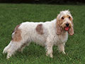 Grand Basset Griffon Vendéen