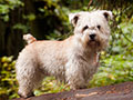 Irish Glen of Imaal Terrier