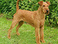 Irish Terrier