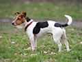 Jack Russell Terrier 