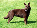 Kelpie