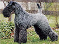 Kerry Blue Terrier