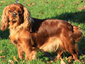 King Charles Spaniel